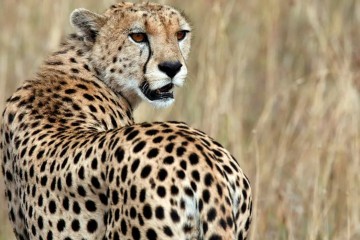 Le guépard saharien, disparu depuis plus de 10 ans, réapparaît en Algérie